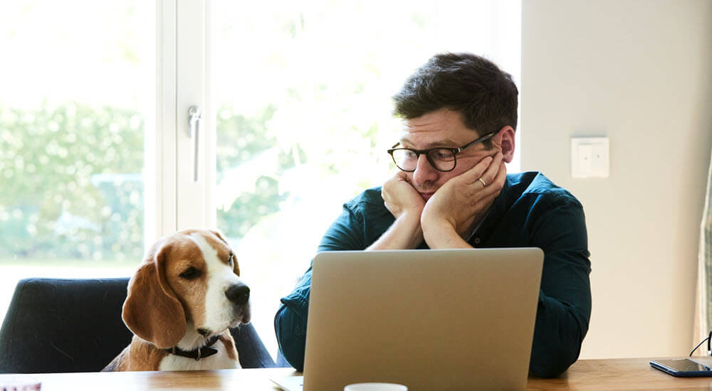 Mature man sitting at the table with his beagle beside him working at home on his laptop